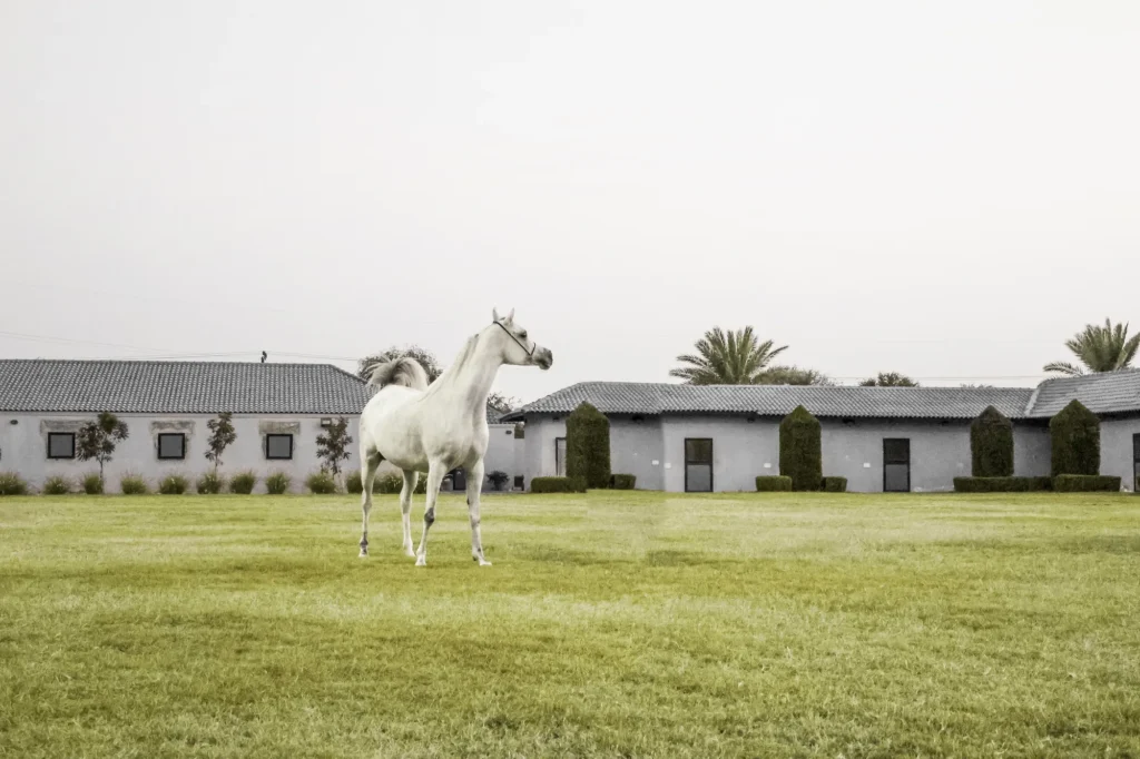 Ferrari Purosangue — Panoramyk Studios